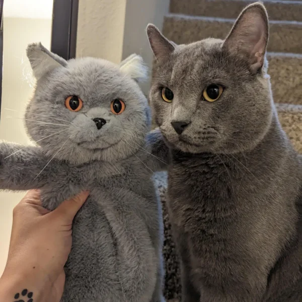 Russian Blue Cat Backpack - Image 2